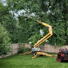 Best Root Management and Removal  in Kimberly, AL