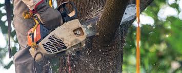 Best Firewood Processing and Delivery  in Kimberly, AL