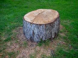 Best Stump Grinding and Removal  in Kimberly, AL