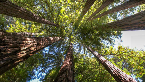Best Emergency Tree Removal  in Kimberly, AL
