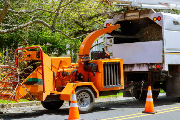 Tree and Shrub Care in Kimberly, AL