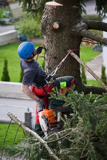 Best Tree Health Inspection  in Kimberly, AL