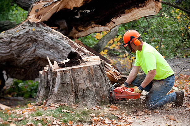 Best Utility Line Clearance  in Kimberly, AL