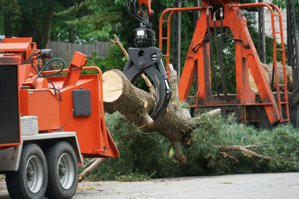 Best Hazardous Tree Removal  in Kimberly, AL